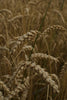 Your Shipton Mill Flours